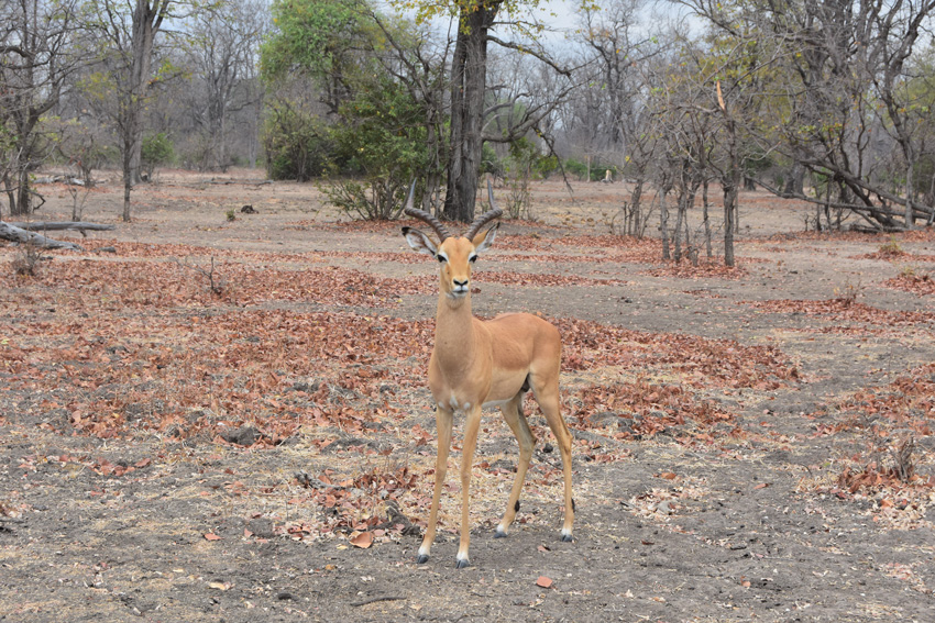 Impala antelope in Liwonde National Park