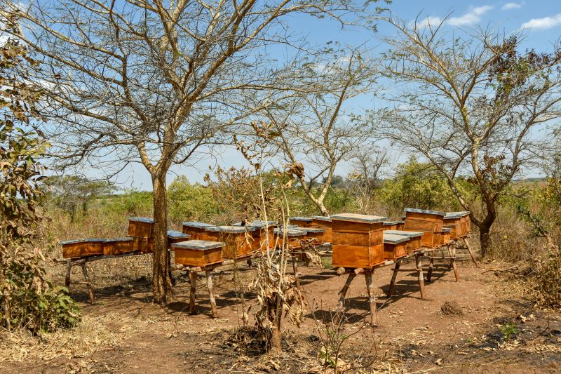 Sani Limited contract pollinators apiary